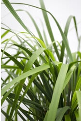 Pluimstruisriet Calamagrostis  Karl Foester
