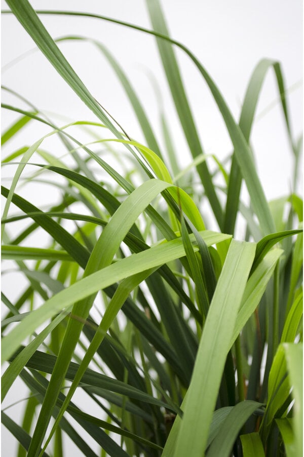 Pluimstruisriet Calamagrostis  Karl Foester