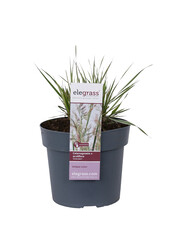 Calamagrostis, roseau des sables 'Overdam'