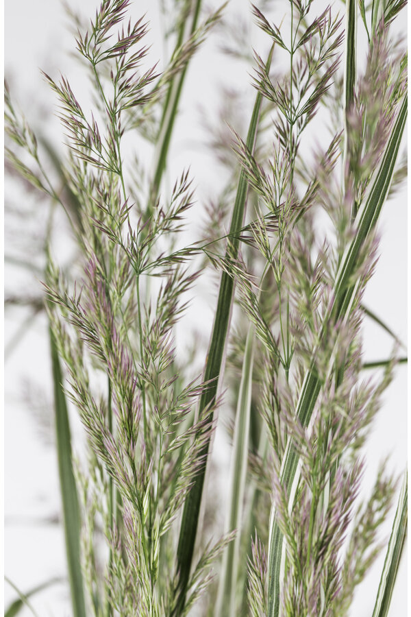 Calamagrostis, roseau des sables 'Overdam'