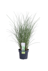 Prachtriet Gracilimus Miscanthus sinensis