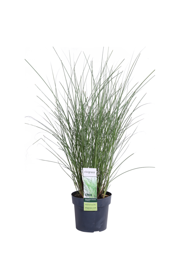 Miscanthus Gracilimus Miscanthus sinensis