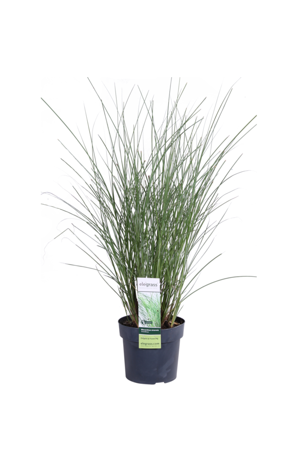 Prachtriet Gracilimus Miscanthus sinensis