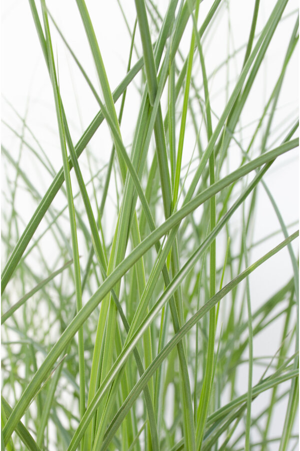 Miscanthus Gracilimus Miscanthus sinensis