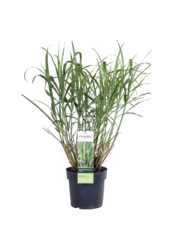 Miscanthus Strictus