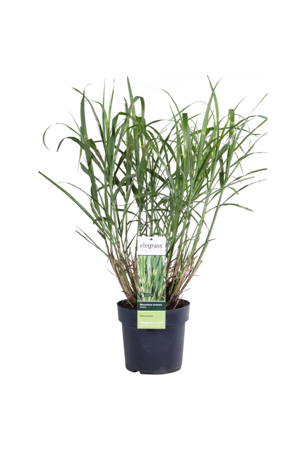 Prachtriet Strictus Miscanthus