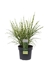 Prachtriet Strictus Miscanthus