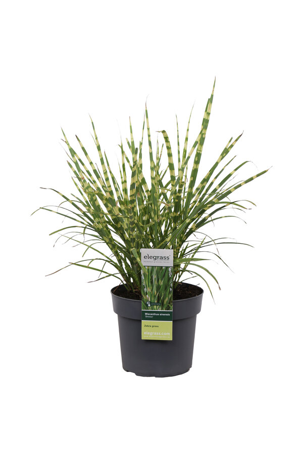 Prachtriet Strictus Miscanthus