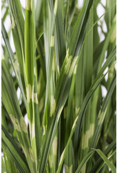 Miscanthus Strictus