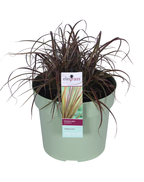 Graminée ornementale