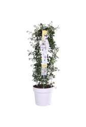 Clématite Avalanche Notre Choix Clématite