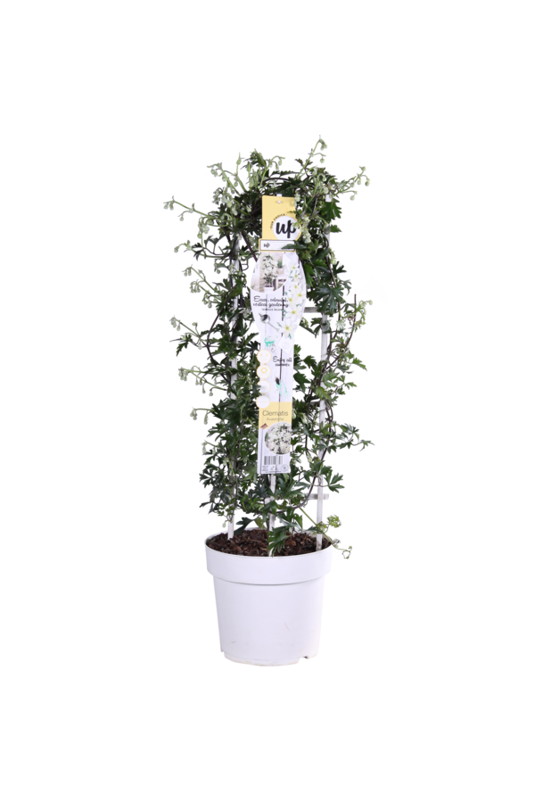 Clématite Avalanche Notre Choix Clématite