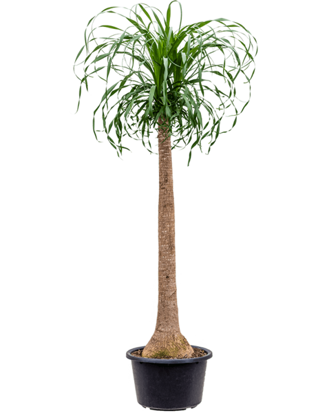 Beaucarnea