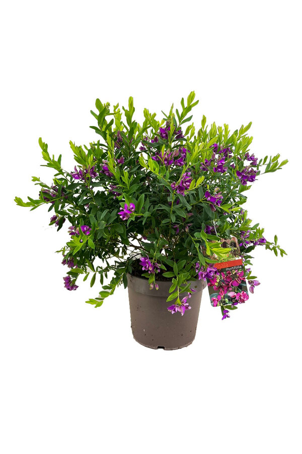 Polygala Fleur-papillon Myrtifolia Arbuste L