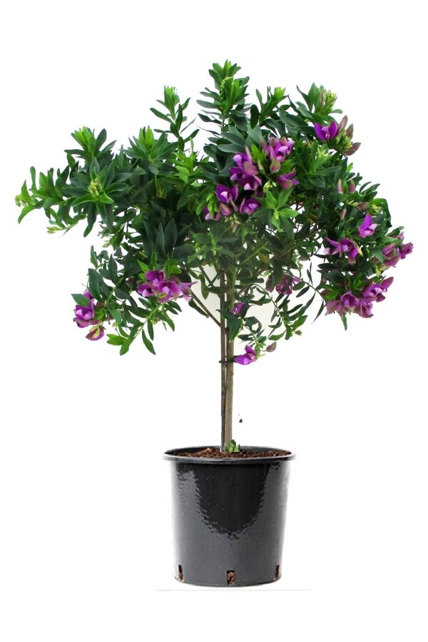 Polygala Vleugeltjesbloem Myrtifolia op stam M