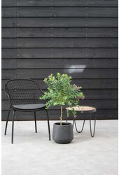 Polygala Fleur-papillon Myrtifolia sur tige M