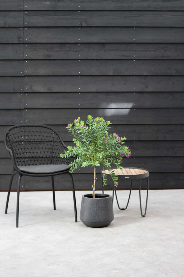 Polygala Vleugeltjesbloem Myrtifolia op stam M