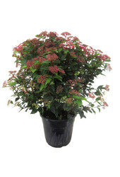 Viburnum Sneeuwbal Struik L