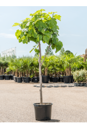 Ficus Carica Vijgenboom  XL