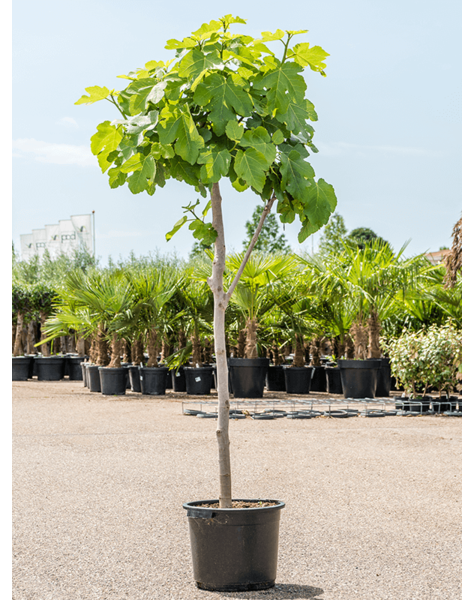 Ficus Carica Figuier