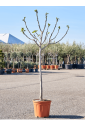 Ficus Carica Vijgenboom  XL