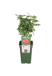 Groseille Jonkheer Van Tets