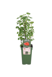 Groseille Jonkheer Van Tets