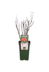 Groseille Jonkheer Van Tets