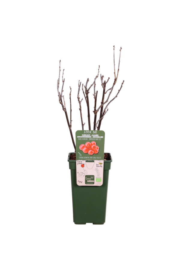 Groseille Jonkheer Van Tets