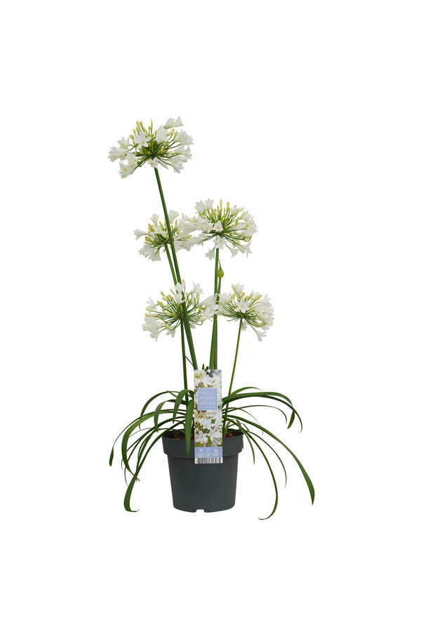 Afrikaanse Lelie Agapanthus