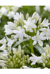 Afrikaanse Lelie Agapanthus