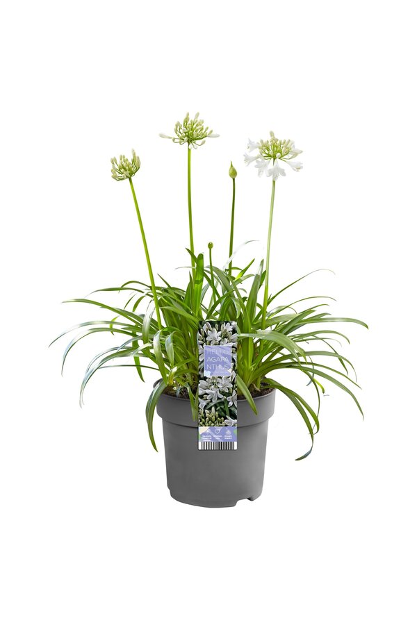 Afrikaanse Lelie Agapanthus