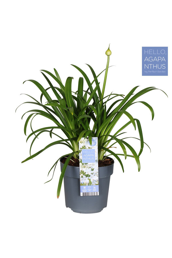 Afrikaanse Lelie Agapanthus