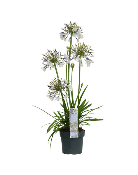 Agapanthus