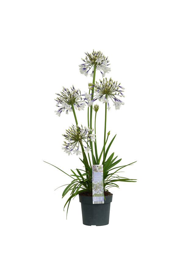 Lis d'Afrique Agapanthus