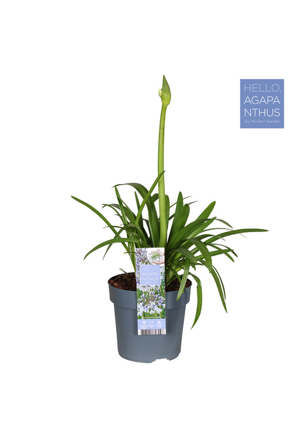 Lis d'Afrique Agapanthus