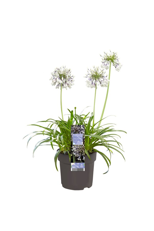 Afrikaanse Lelie Agapanthus