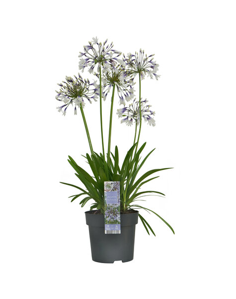 Agapanthus