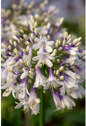 Lis d'Afrique Agapanthus