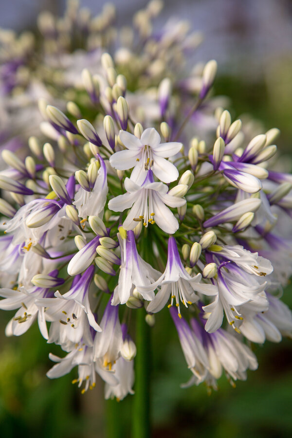 Lis d'Afrique Agapanthus