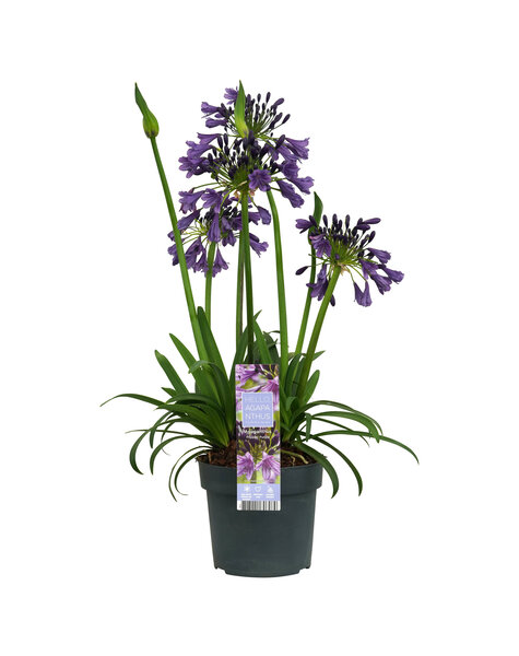 Agapanthus