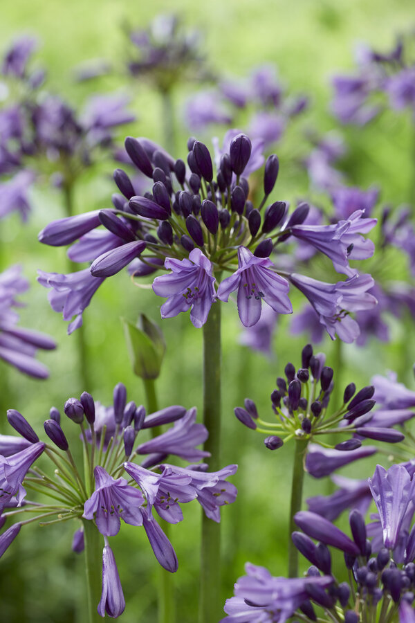 Afrikaanse Lelie Agapanthus Paars