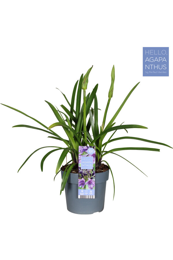Afrikaanse Lelie Agapanthus Paars