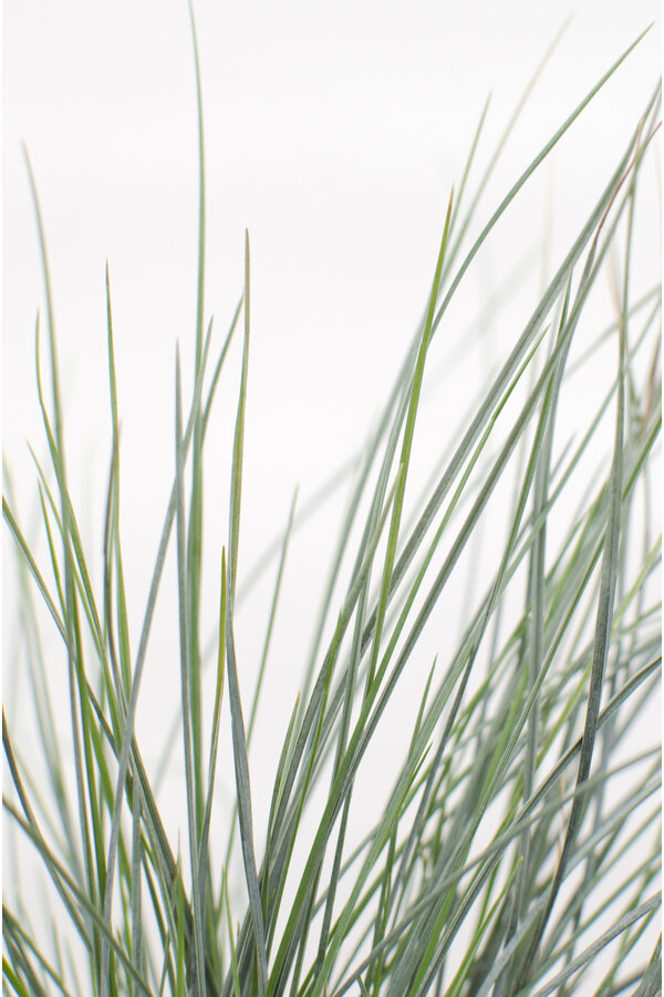 Festuca Fétuque bleue (Fétuque) Azura Blue®