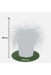 Festuca  Blauw Schapengras (Zwenkgras) Azura Blue®