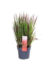 Herbe sanglante Red Baron