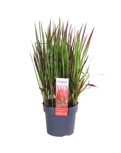 Herbe sanglante japonaise