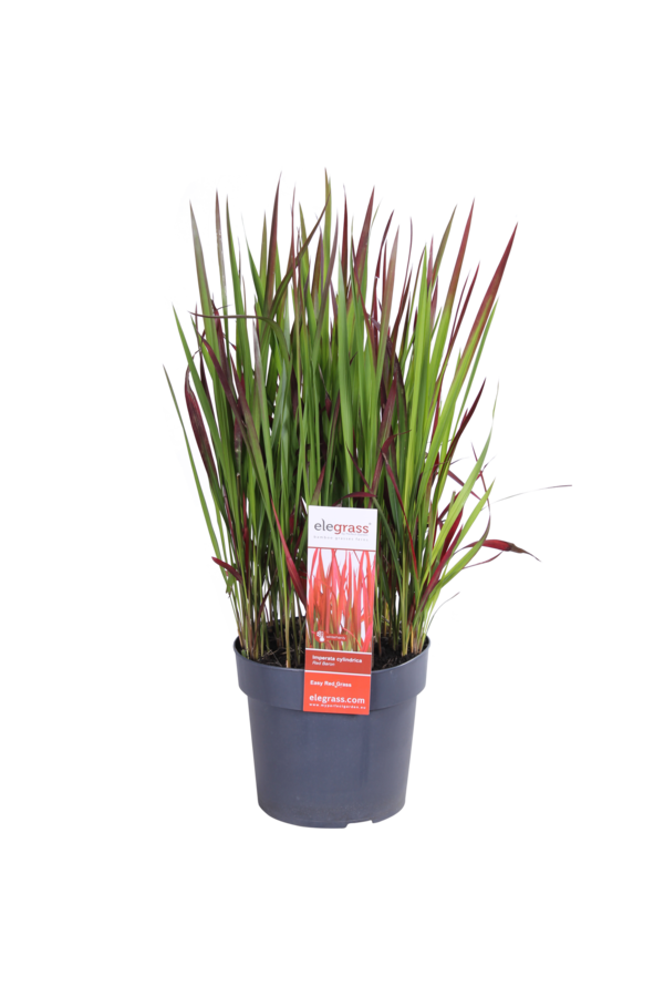 Herbe sanglante Red Baron