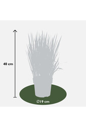 Herbe sanglante Red Baron