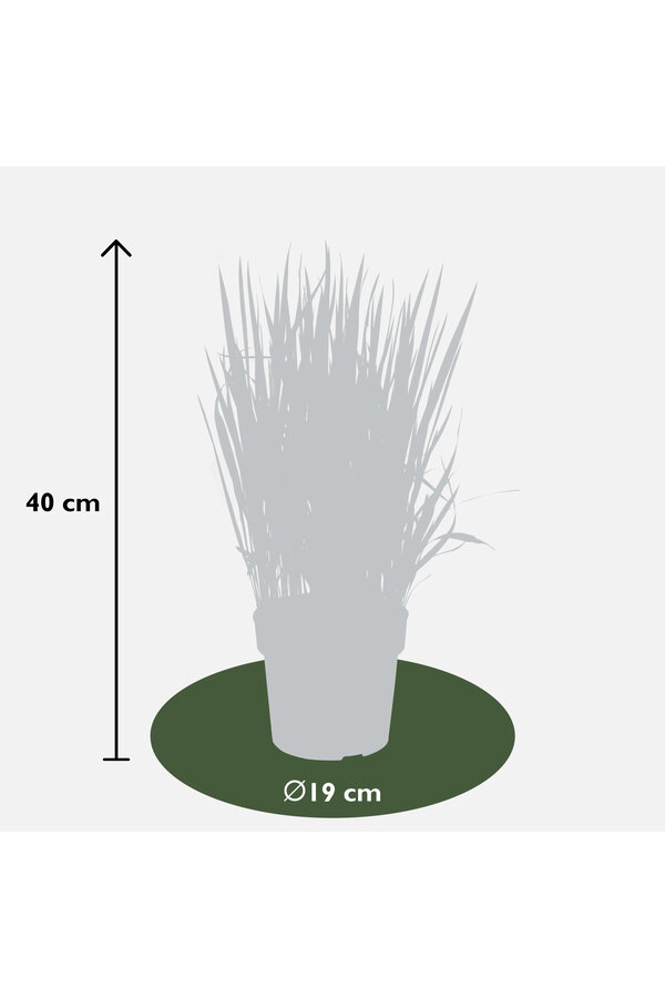 Herbe sanglante Red Baron